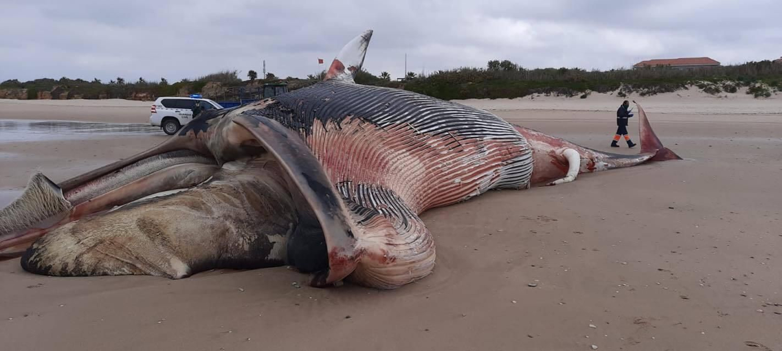 El ejemplar de Rorcual común aparecido en la Playa de la Ballena de Chipiona