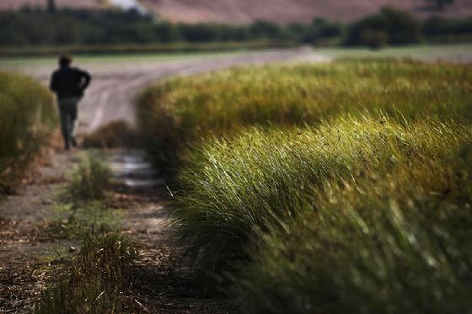 Vegetación viva en uno de los carriles que conduce a la laguna seca.

Foto: Fito Carreto