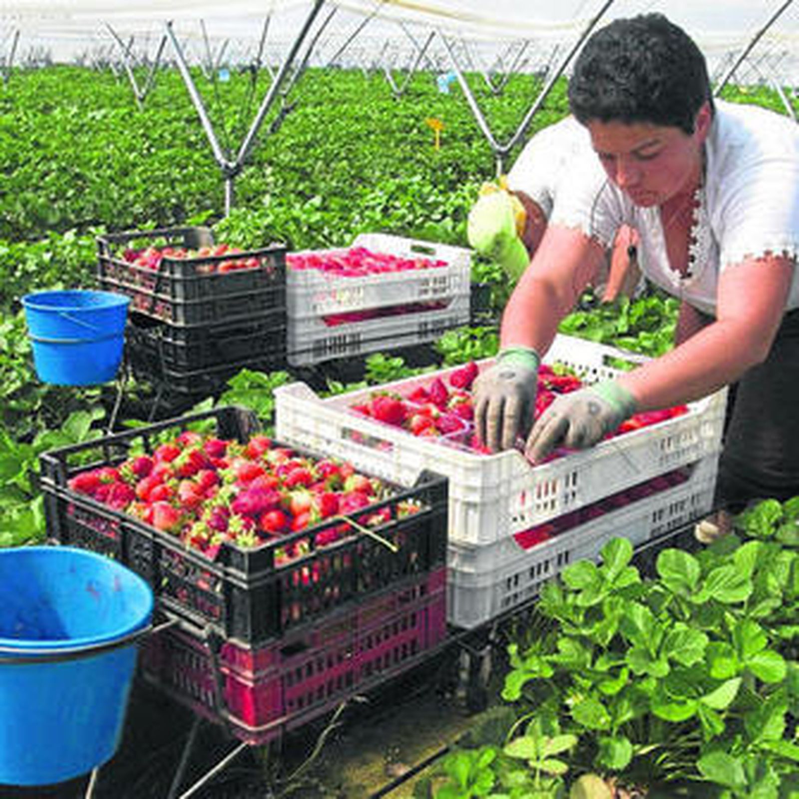 Temporeras recogen fresa en una finca de Cartaya.