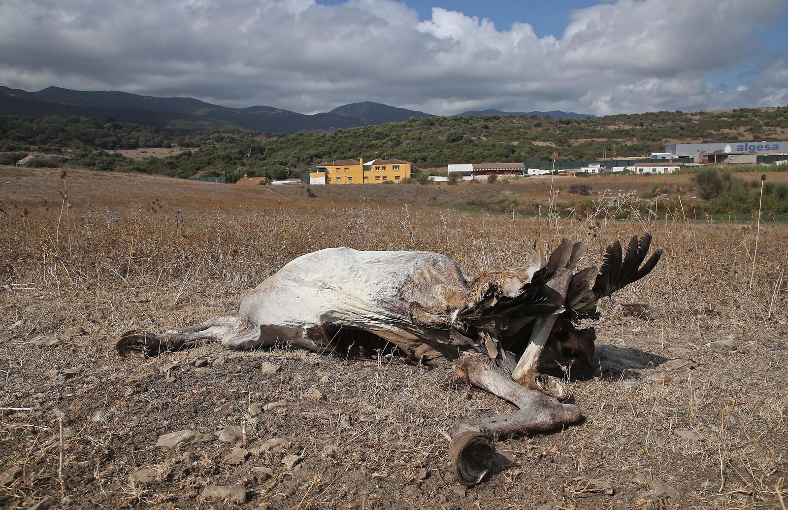 Imágenes de los nuevos cadáveres de caballos en el muladar ilegal de Pajarete en Algeciras