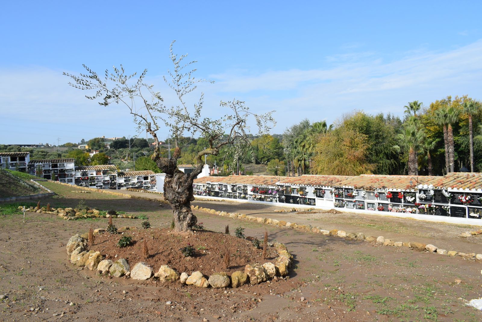 Olivo junto al que se ubicará el Jardín de la Memoria.
