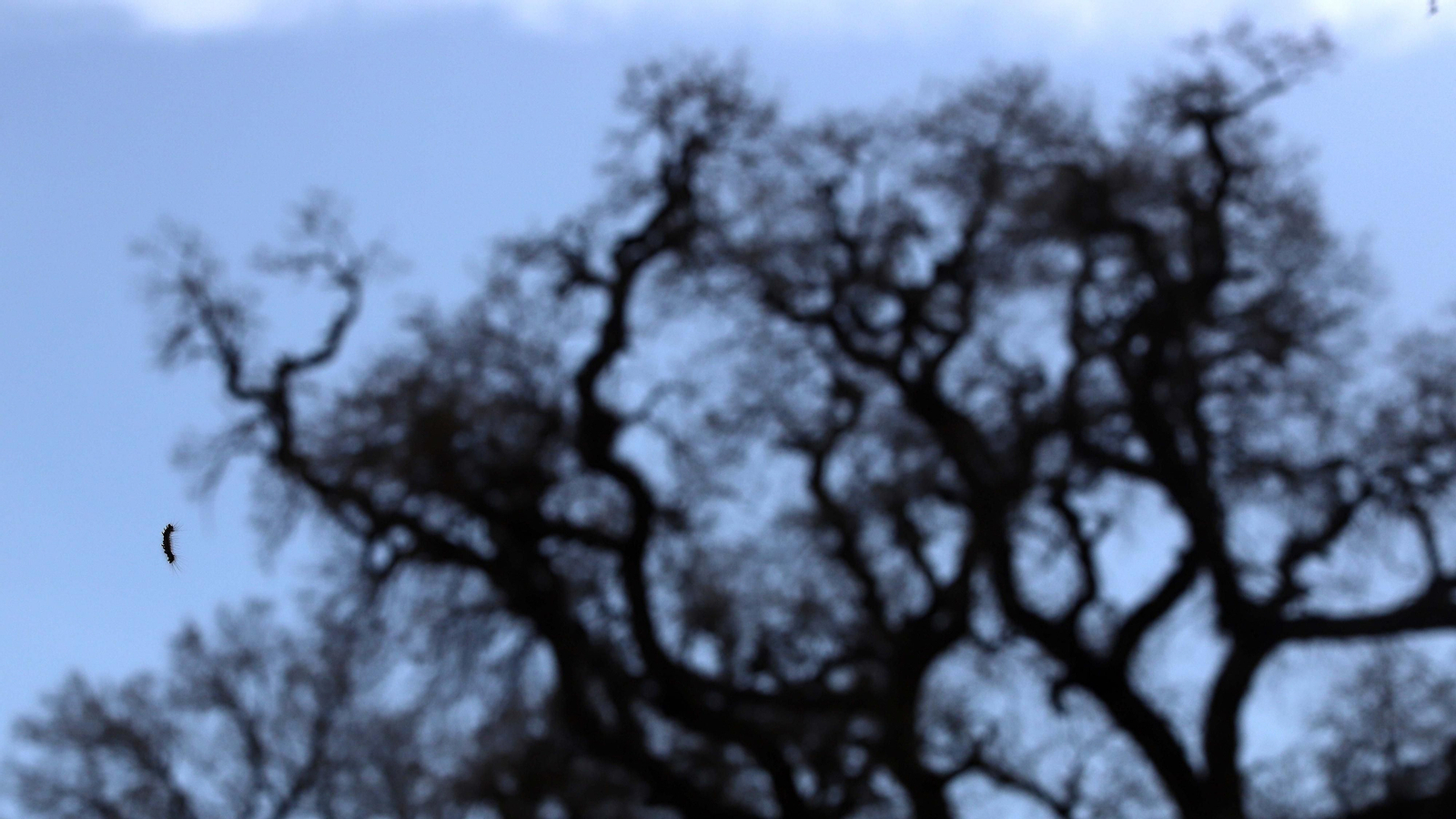 Brote de lagarta peluda en Pelayo