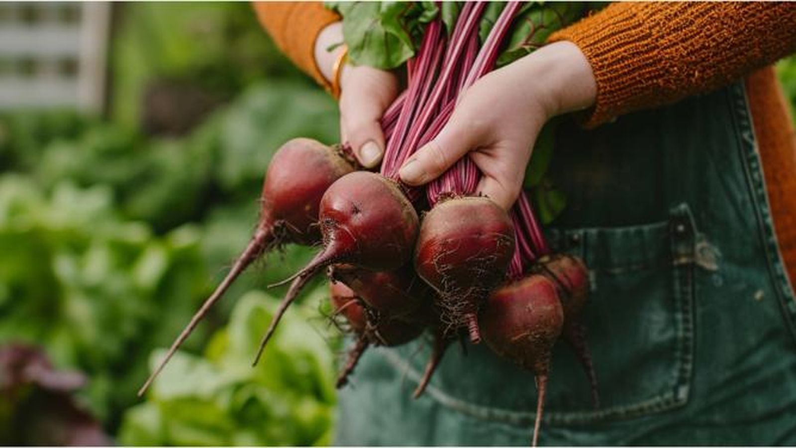 Manos sosteniendo rábanos.