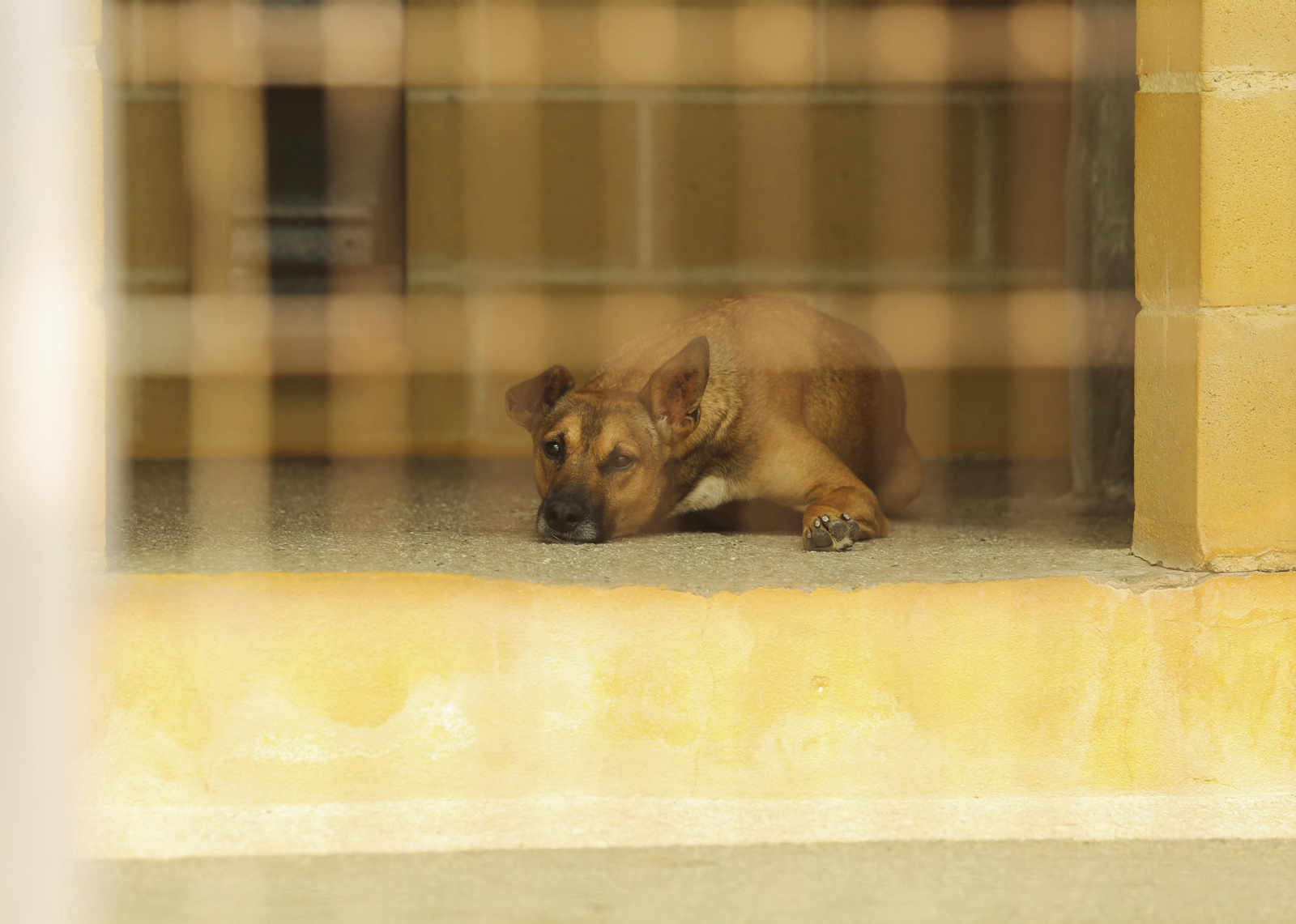 Las fotos de los animales de la Protectora de Málaga Las fotos de los animales de la Protectora de Málaga