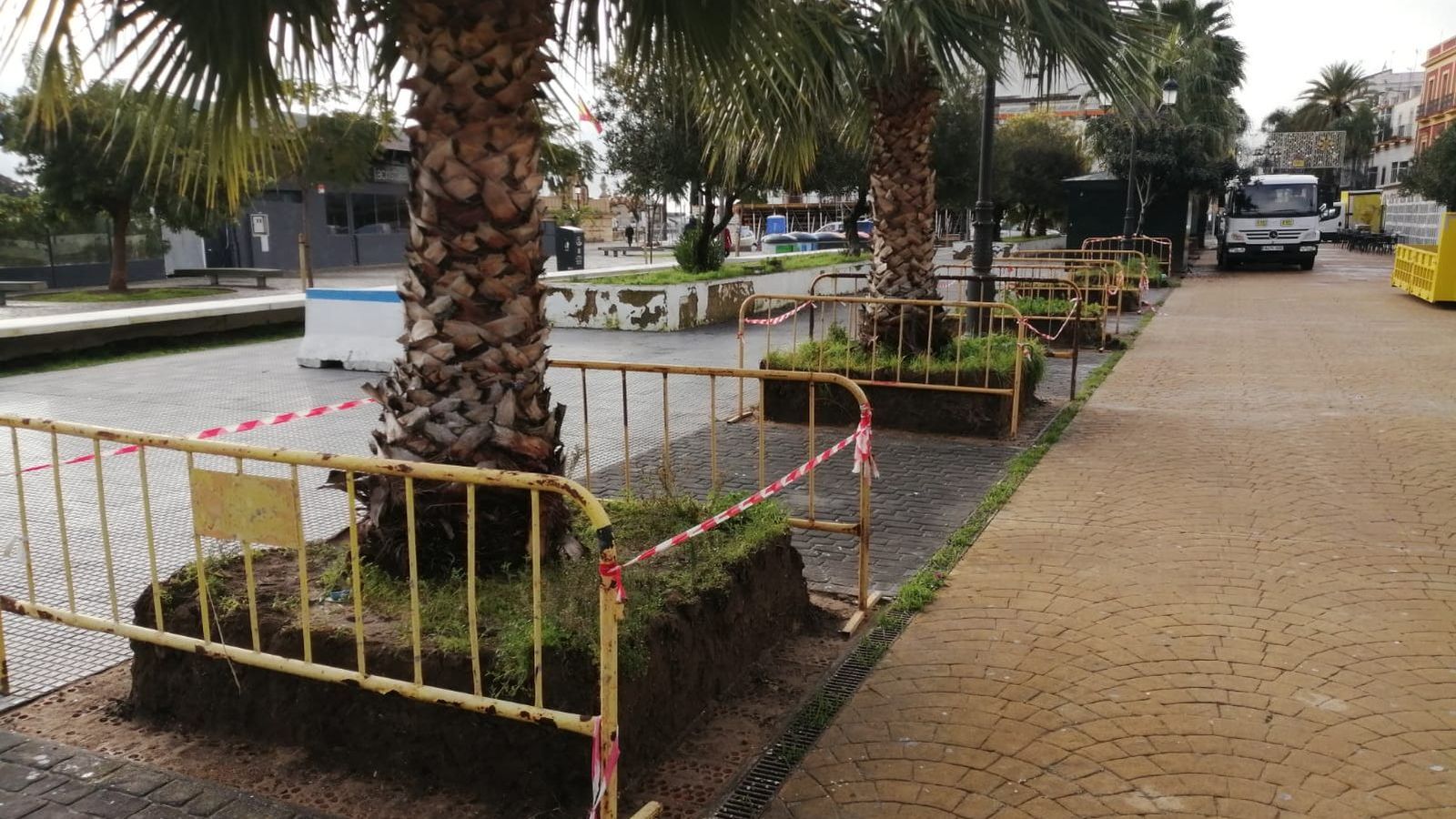 Las palmeras que se van a arrancar en el Parque Calderón.