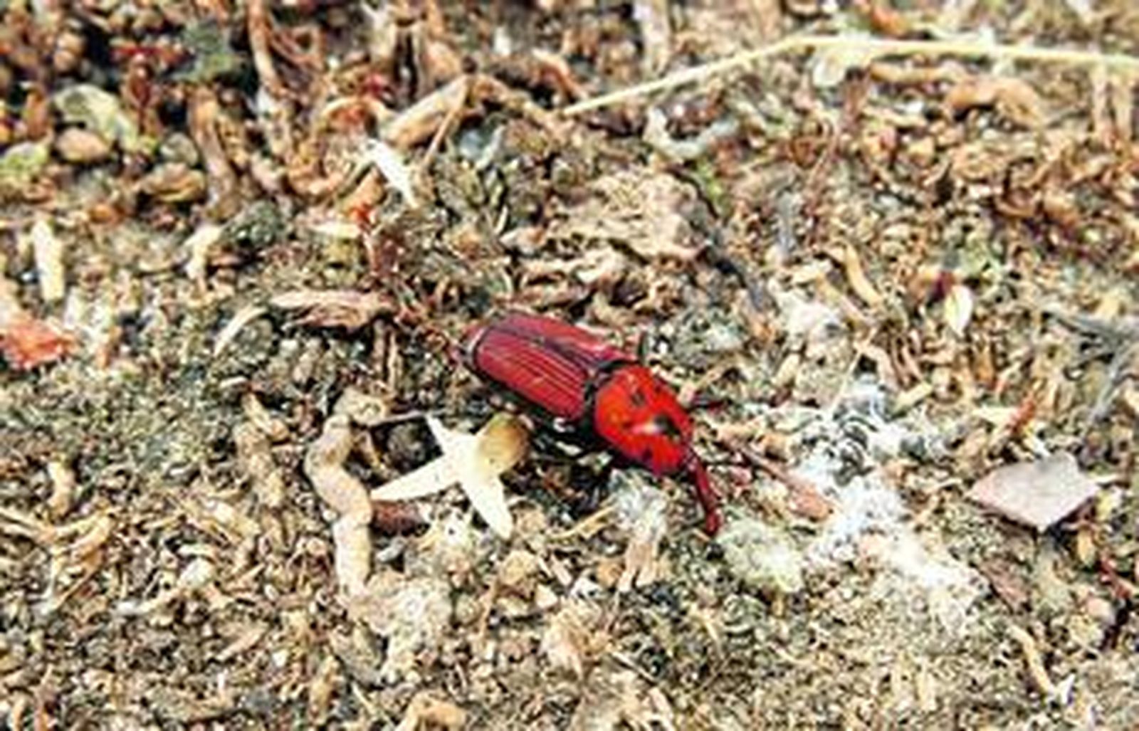Un ejemplar del escarabajo picudo rojo, que está atacando a las palmera de Cádiz.