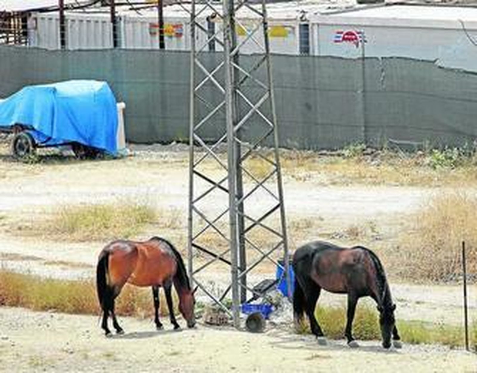 Dos equinos en una parcela junto a Picadueñas.