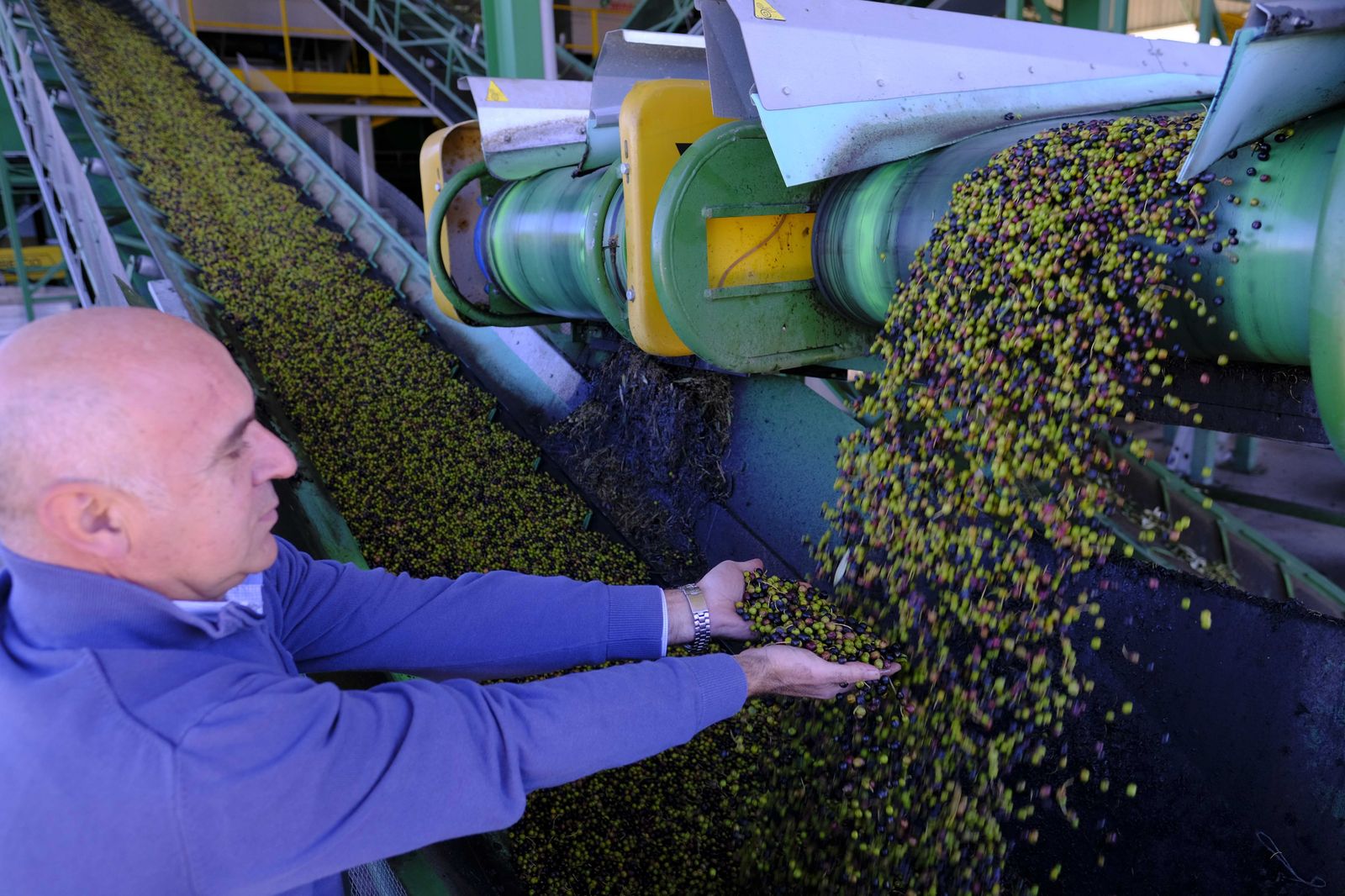 Juan Rosua observa la calidad de las aceitunas que han llegado a la almazara.
