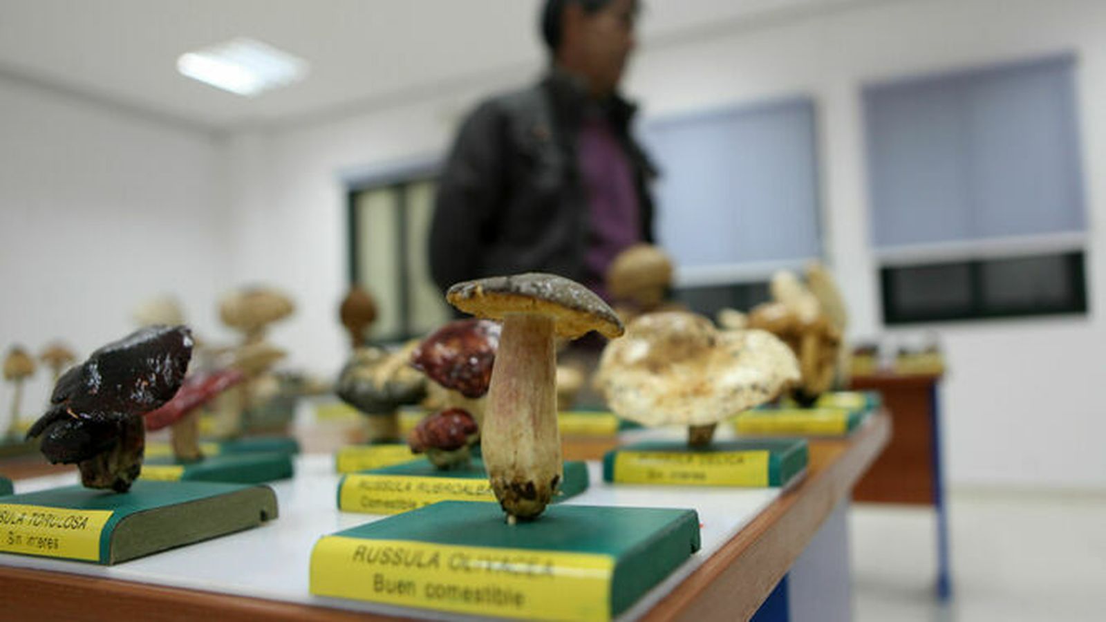 Setas en una exposición de años anteriores.