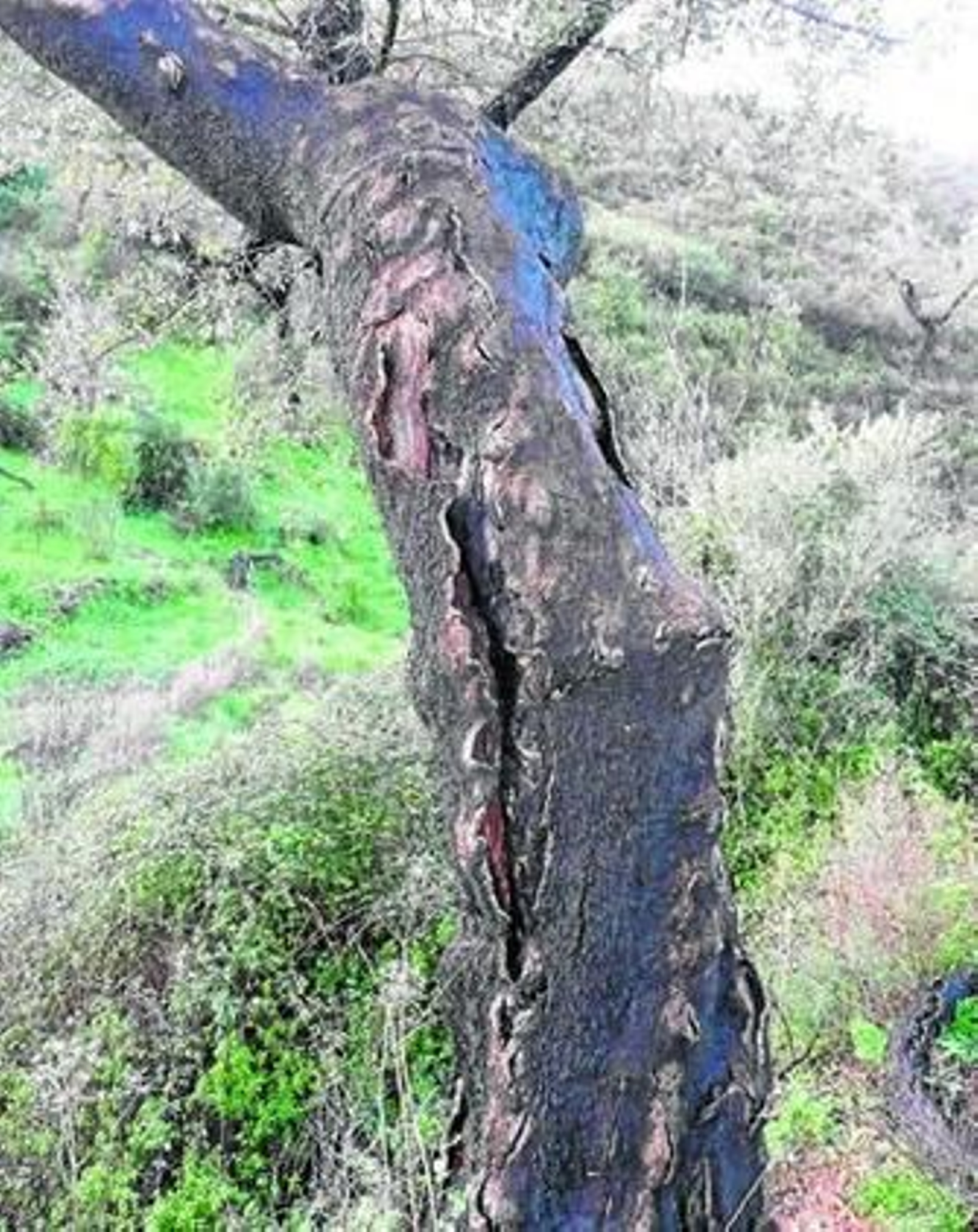 Una de las fincas donde está pendiente de retirar el corcho quemado.