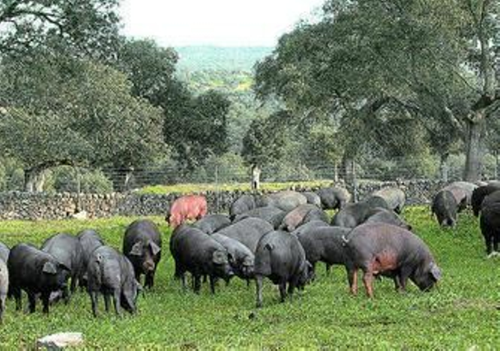 Una piara de cerdos campa a sus anchas por una dehesa de Los Pedroches.