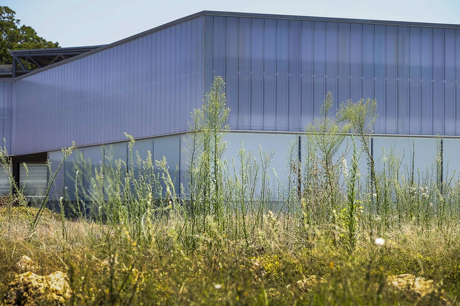 Zonas ajardinadas en mal estado del 'Paseo Santa Bárbara'.