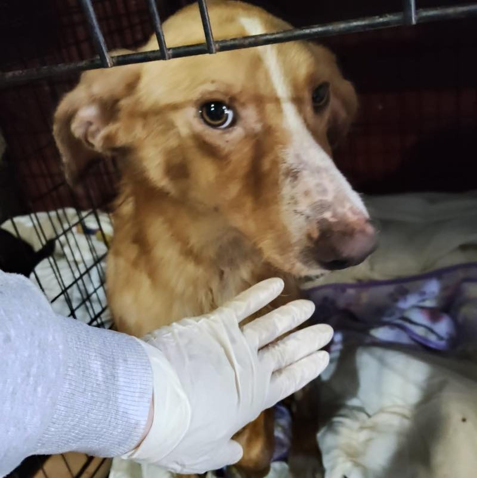 Un perro de la perrera de Los Barrios.