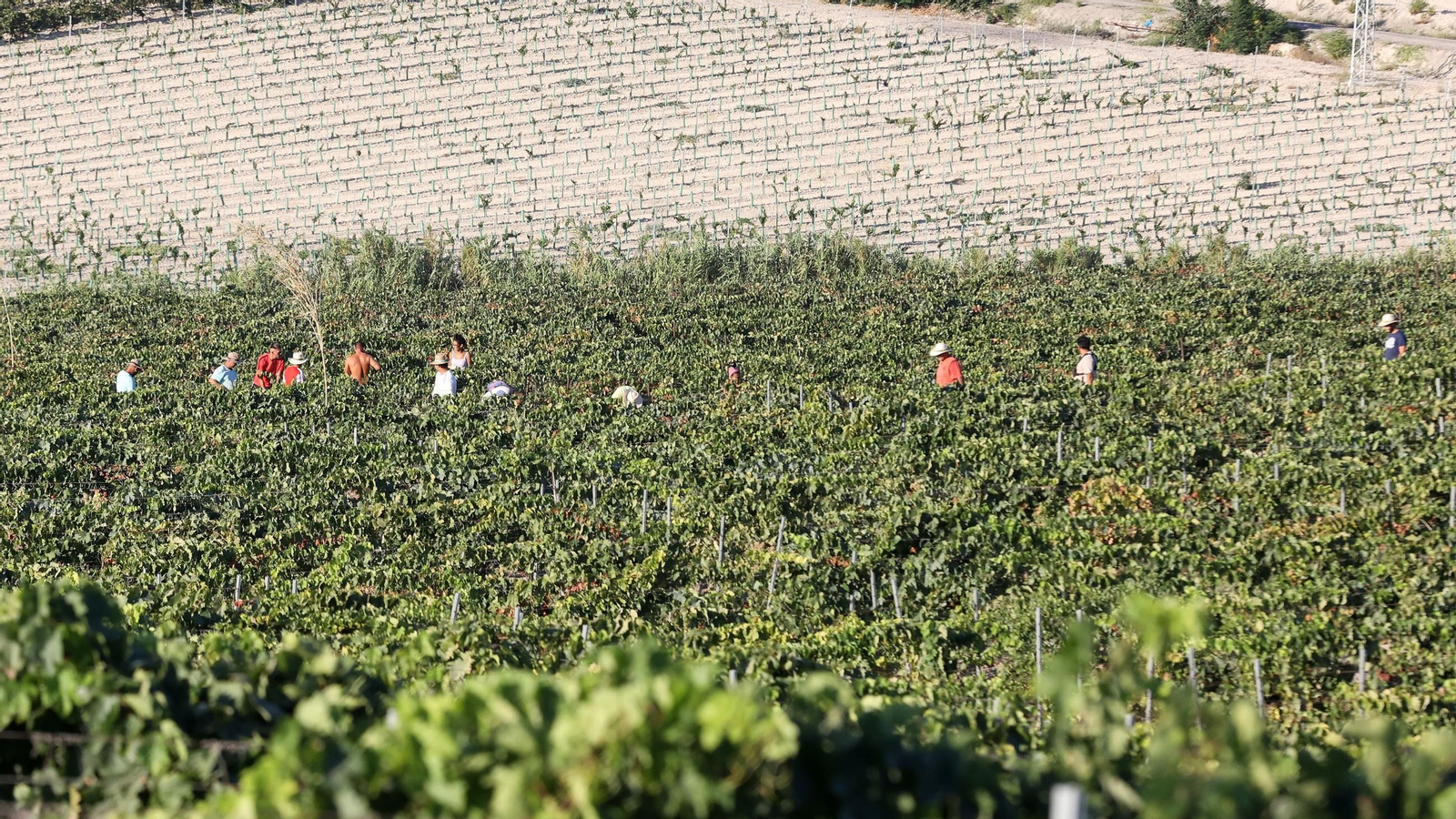 Vendimia a mano en la Viña El Caribe en Jerez