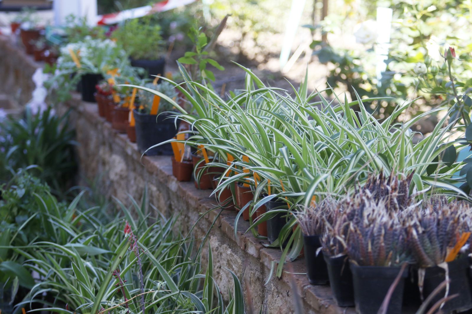 El Mercado de trueque de plantas del Jardín Botánico de Córdoba, en imágenes