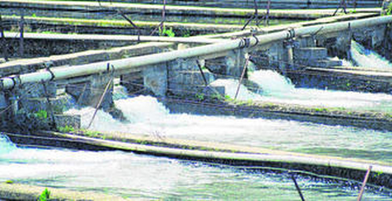 La pesca de esturión está prohibida, lo que ha beneficiado a esta empresa acuicultora radicada en la pedanía de Loja.