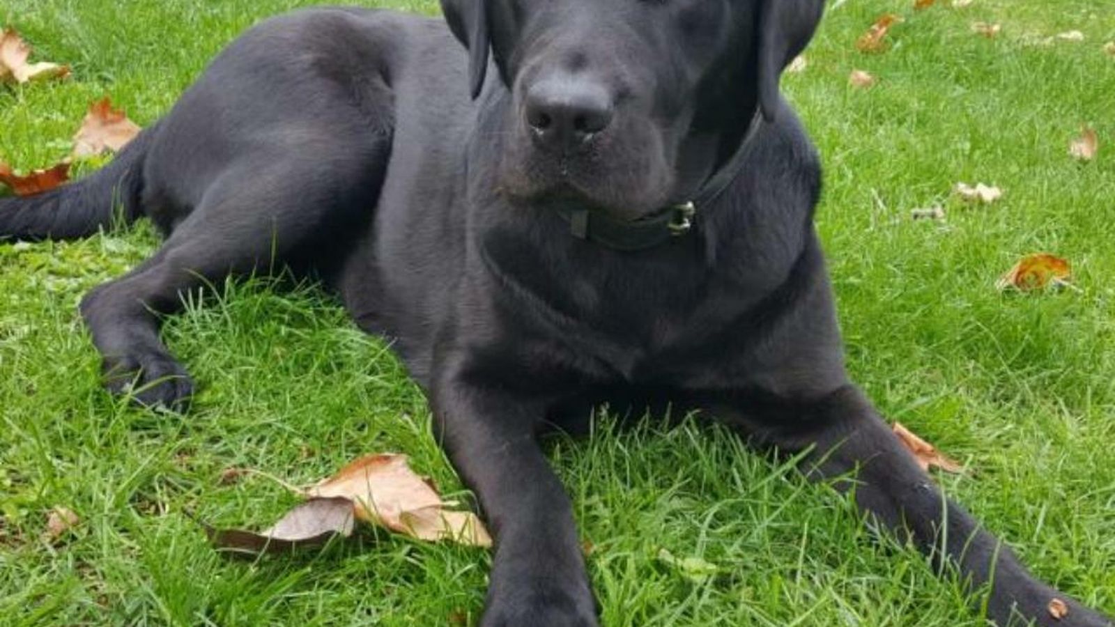 Pocahontas, la labradora robada este lunes en Aranjuez.