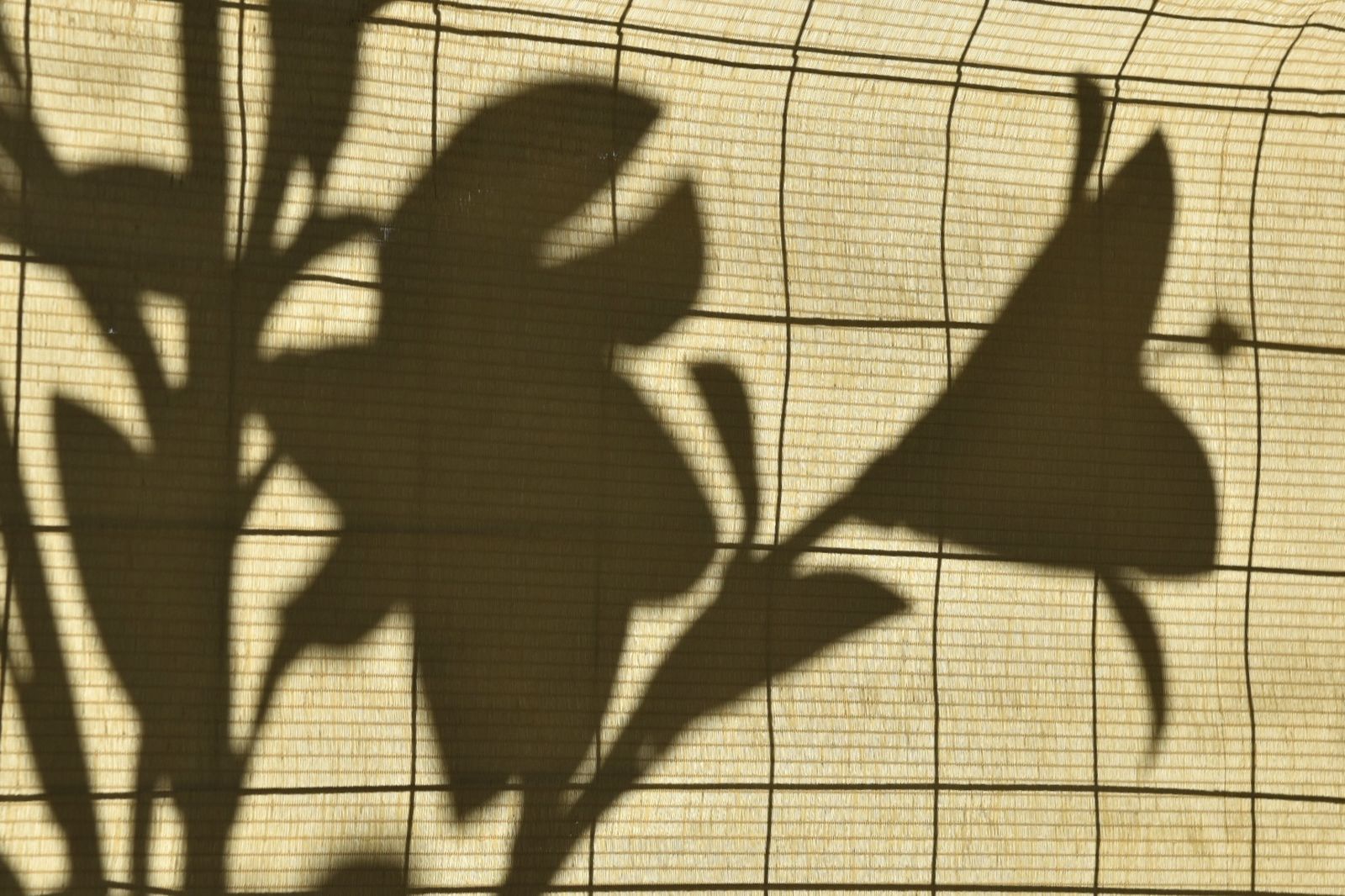 La retirada de las jarras de las azucenas de la Giralda, en imágenes