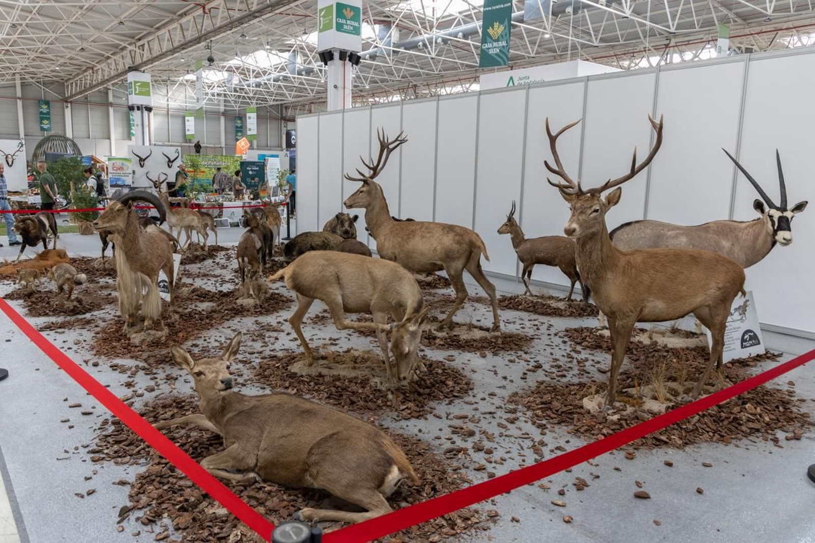 Ibercaza 2024, Jaén