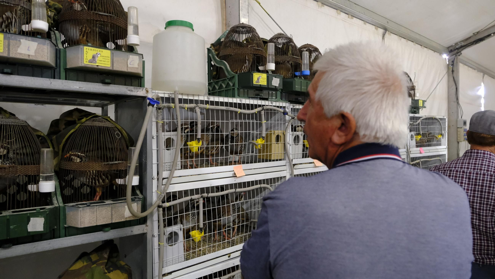 Las fotos de la Feria del Ganado y del Pájaro Perdiz en Albox