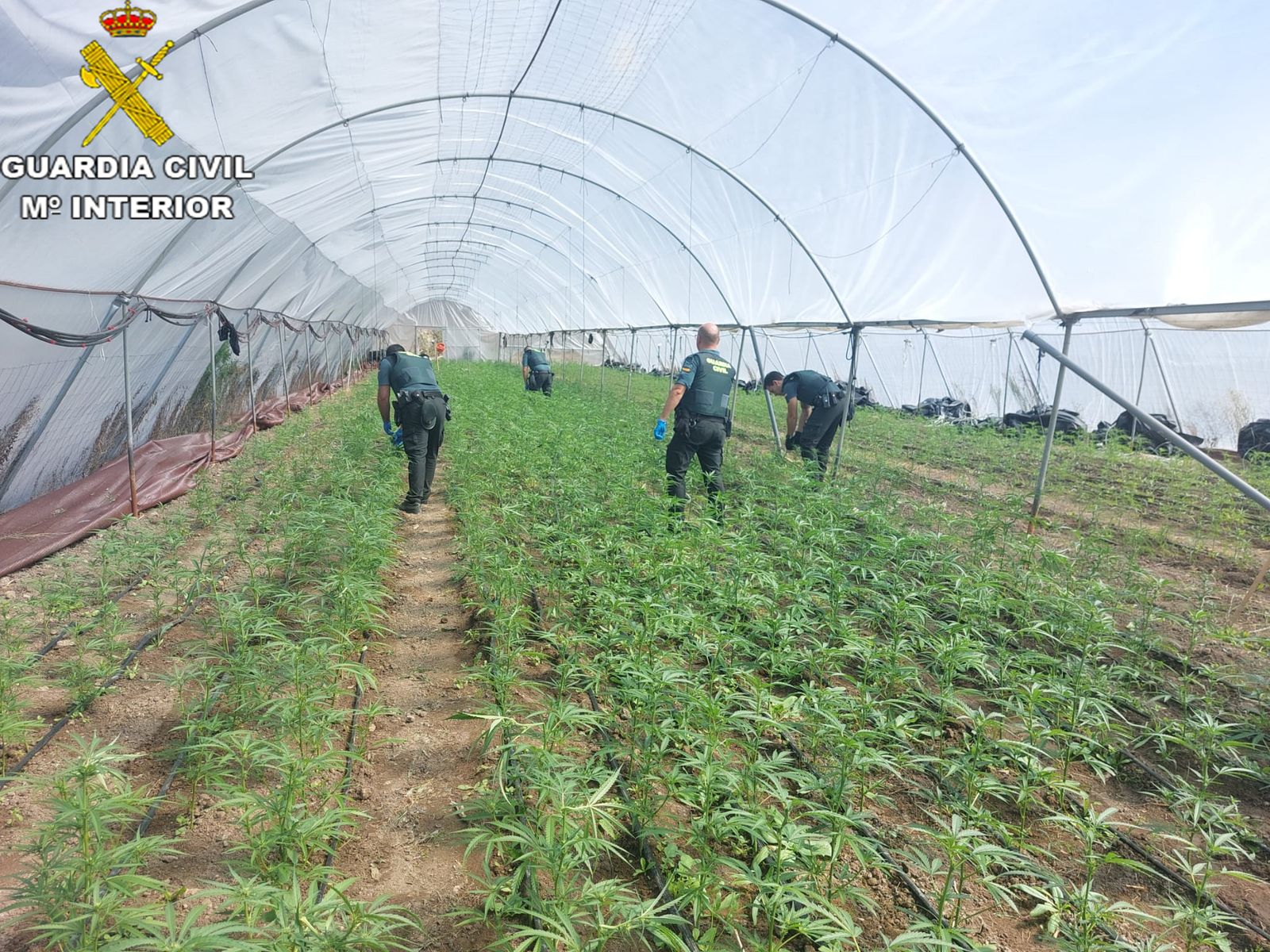 Plantación desmantelada en Setenil de las Bodegas.