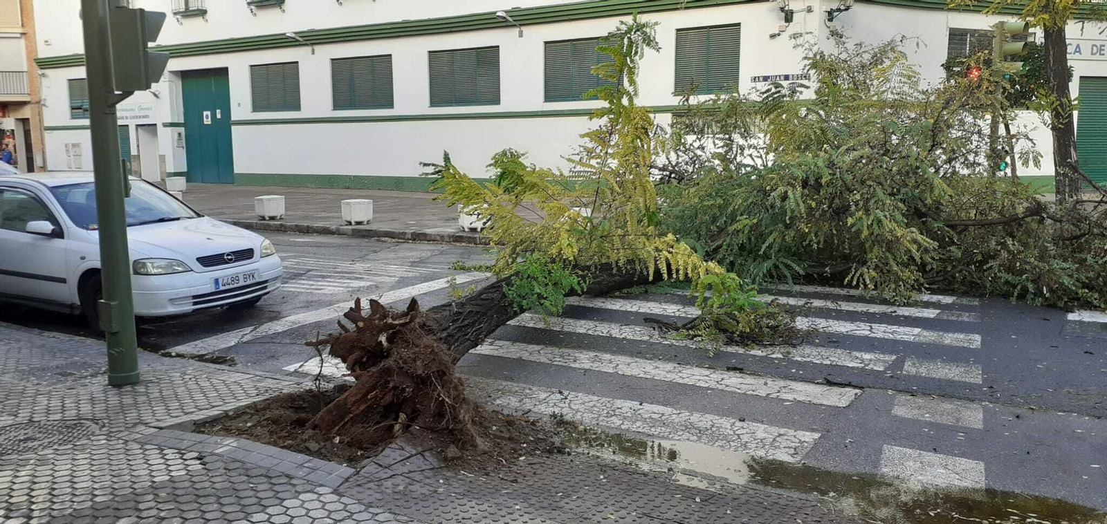 Las imágenes del temporal que azota Sevilla