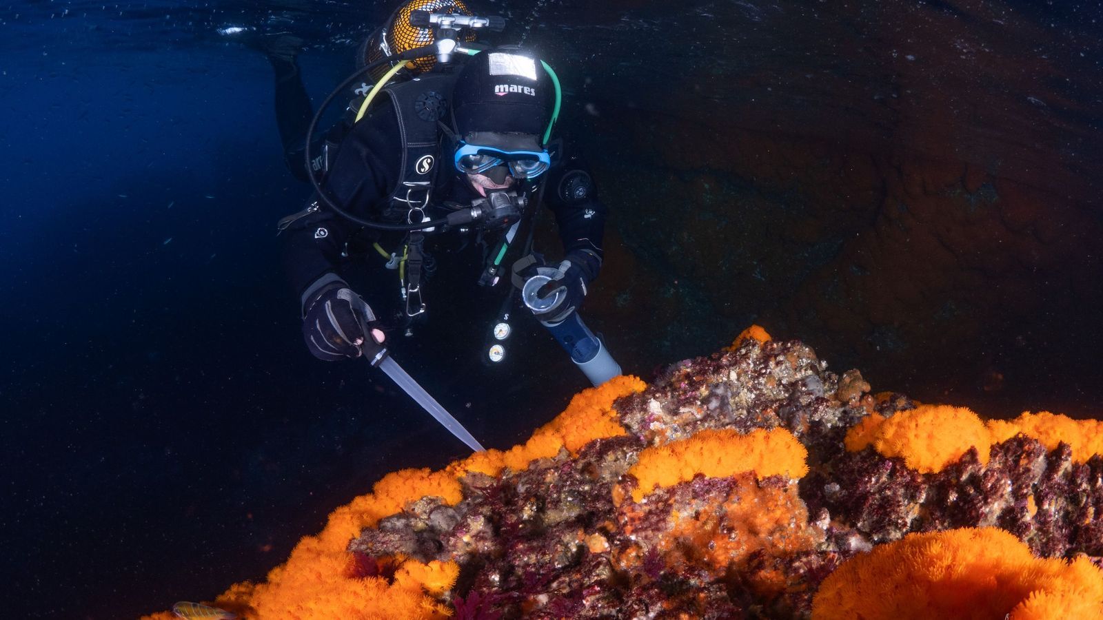 Corales del mar de Alborán, uno de los ecosistemas más afectados por el calentamiento acelerado del Mediterráneo.