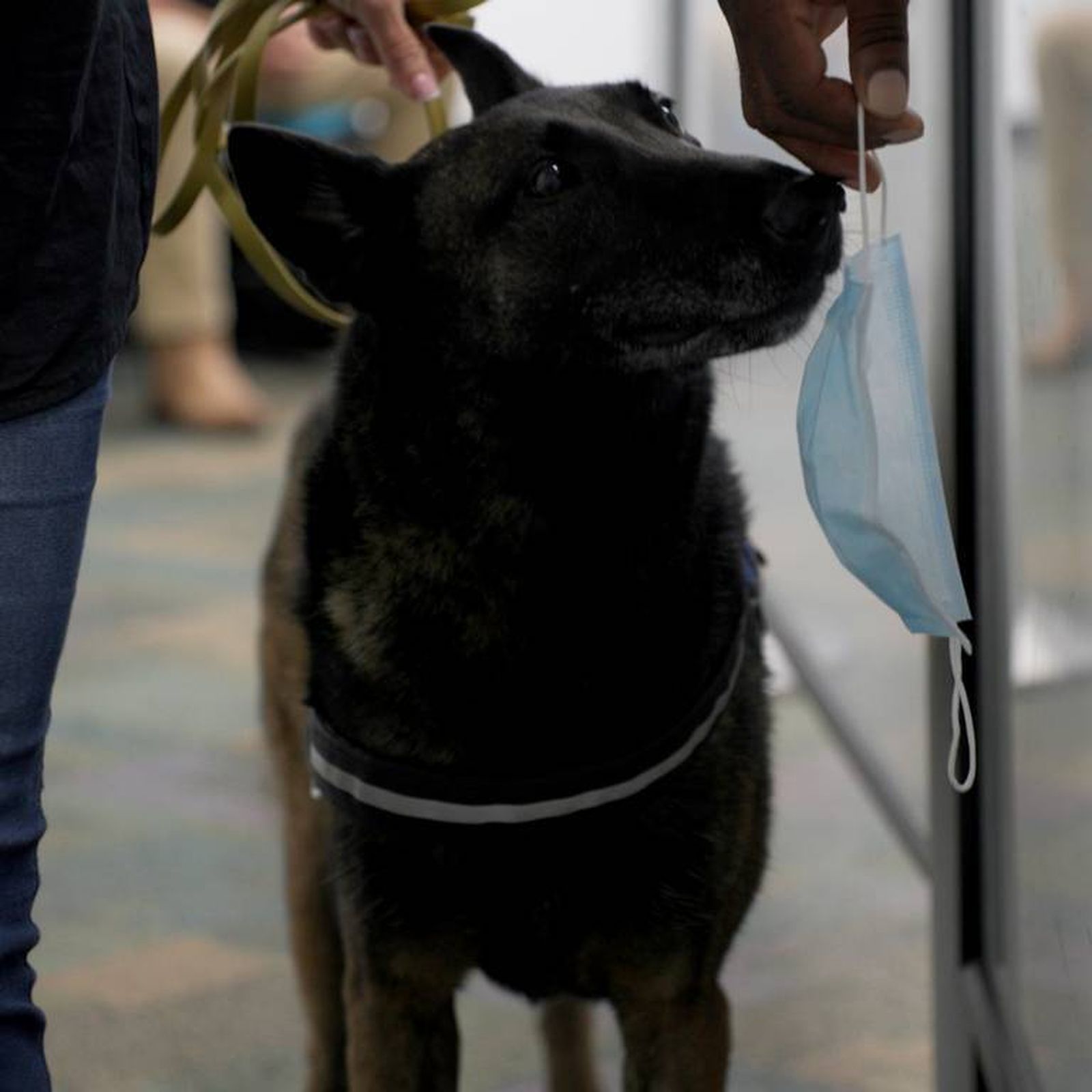 Cobra, uno de los pastores belgas del programa, inspeccionando una mascarilla en el Aeropuerto de Miami