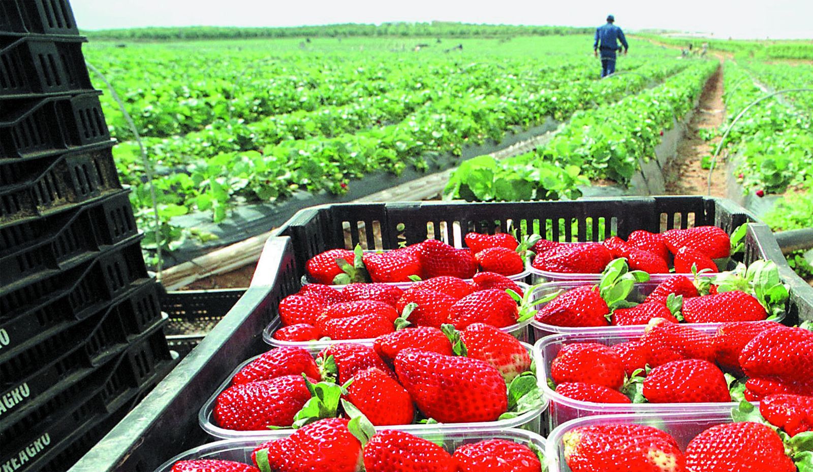 Tarrinas de fresas preparadas tras su recolección en una finca onubense.