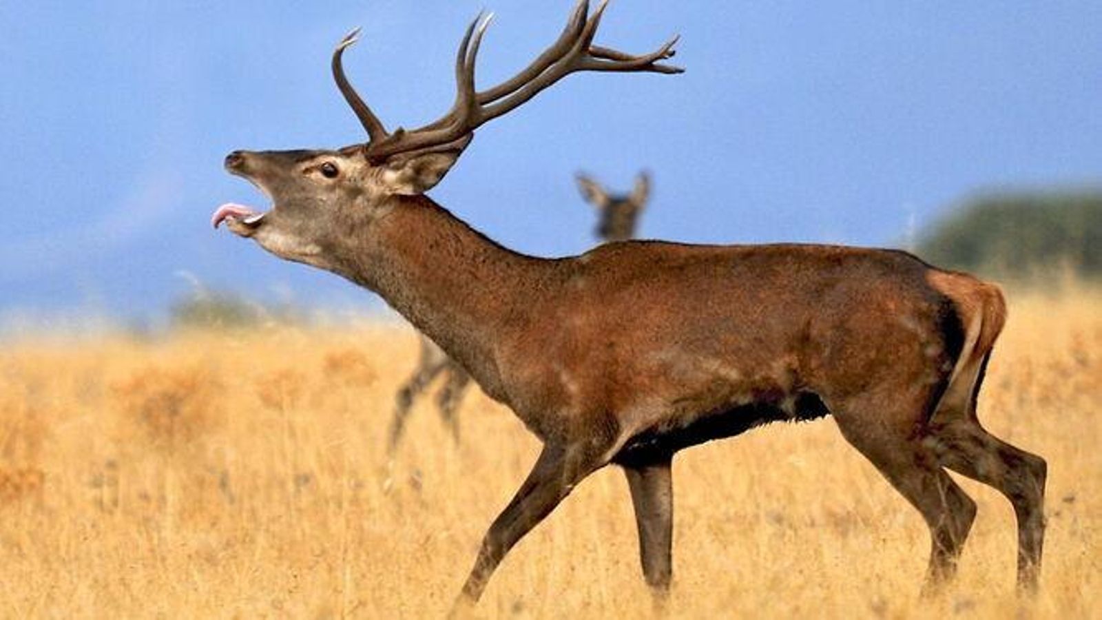 La berrea del ciervo