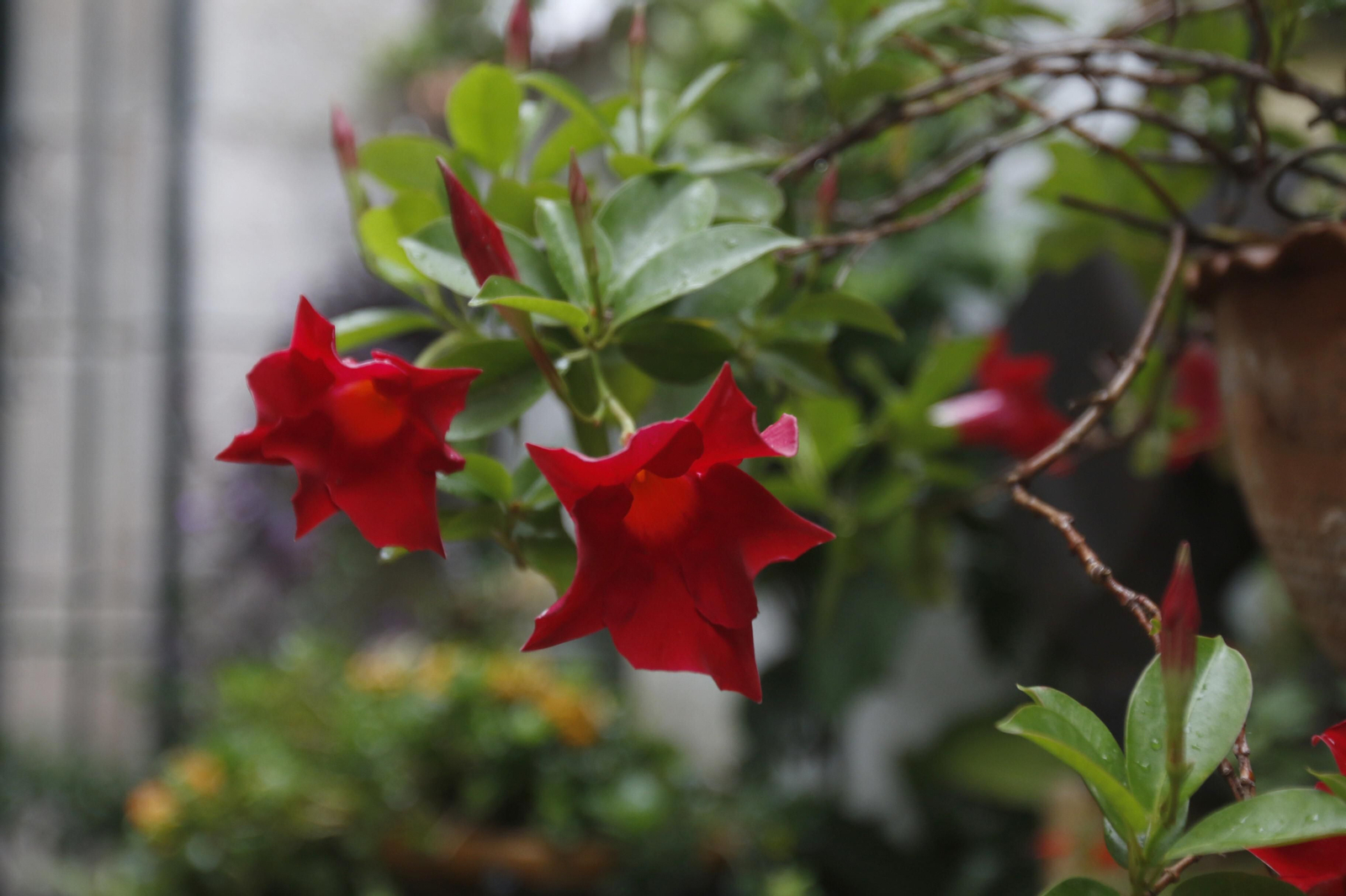 Las fotos de los Patios de Córdoba en tiempos de crisis: La Palma, 3