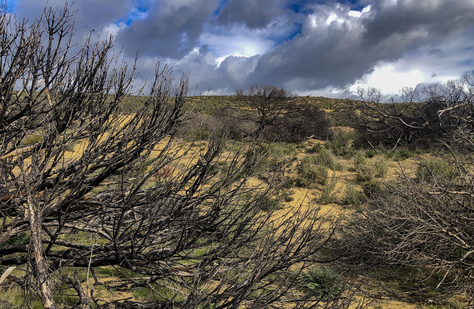 El resurgir de Doñana: tres años después del incendio