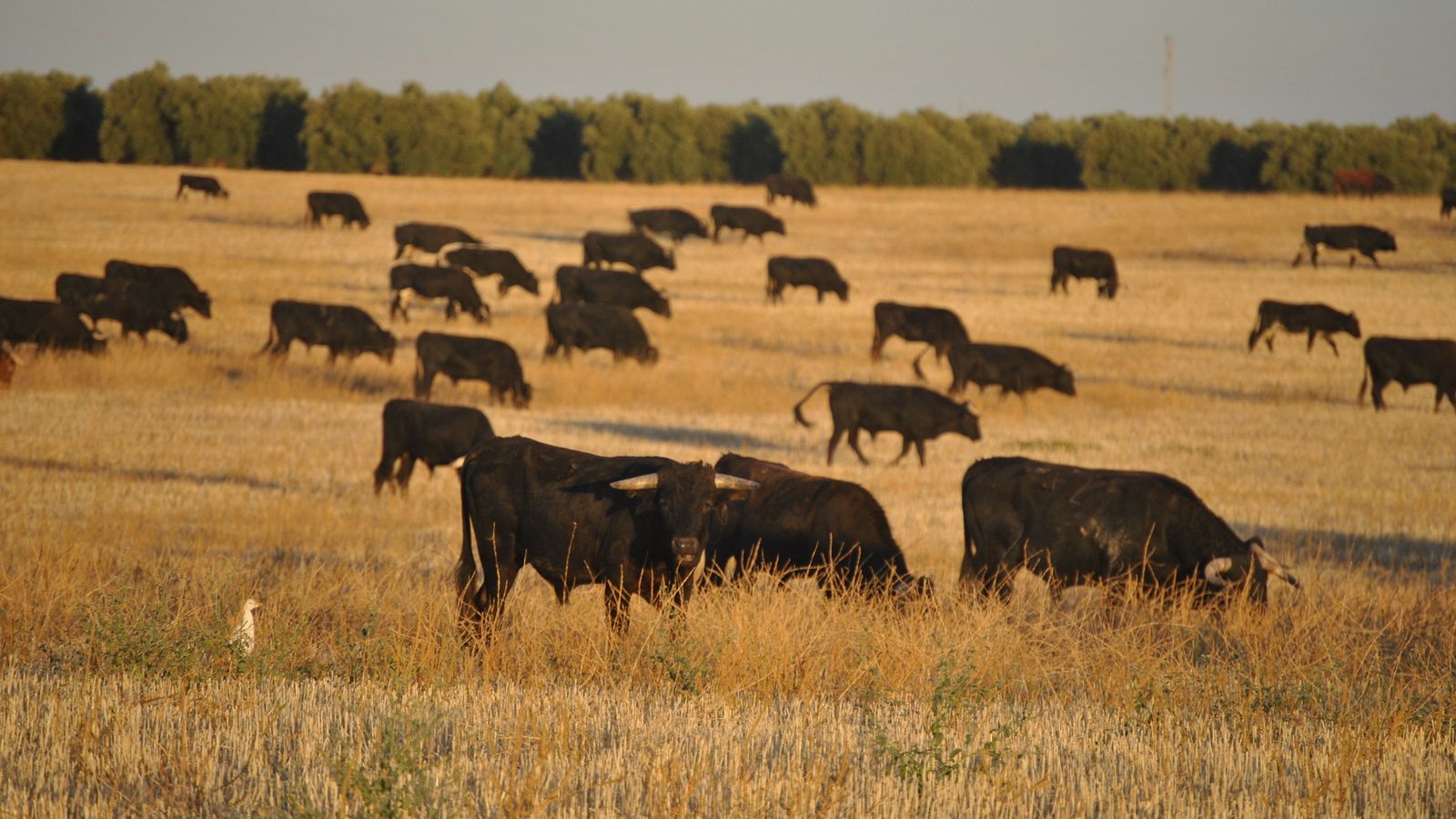Ganado bravo pastando en la dehesa.