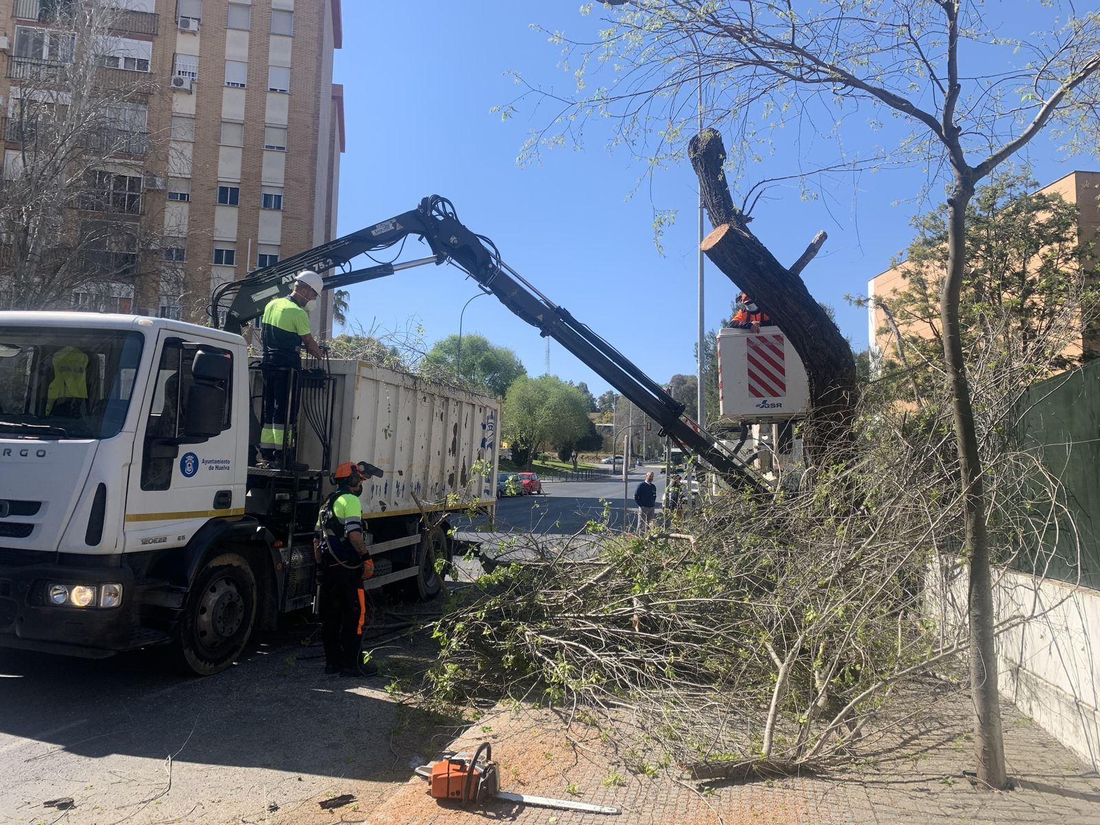Operarios municipales trabajando en la arboleda de la Avenida Diego Morón
