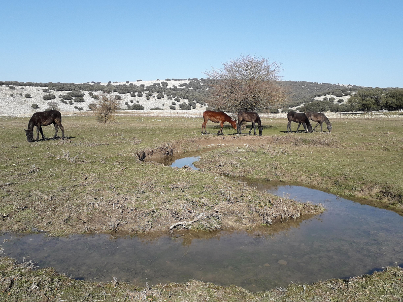 La ganadería convive con la naturaleza. Los ríos de Córdoba se llenan de vida