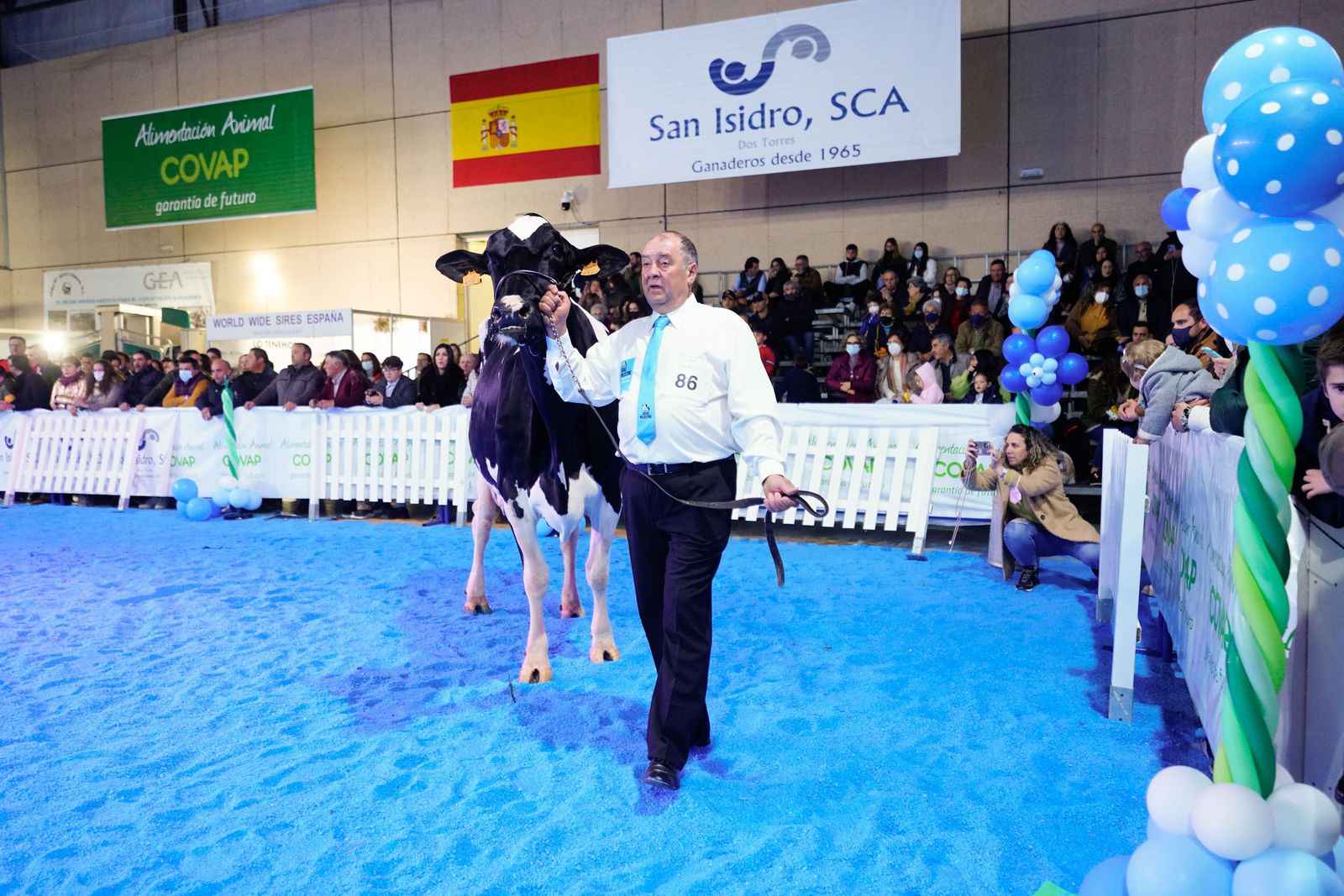 La elección de la Vaca Gran Campeona de Dos Torres, en fotografías