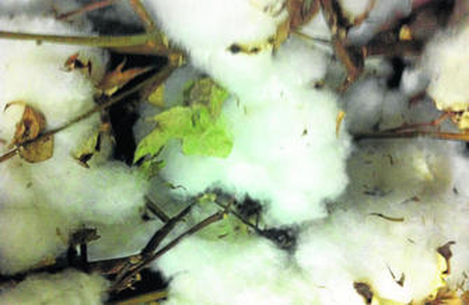 Fibras textiles de la planta del algodón, en plena campaña de recolección por estas fechas.