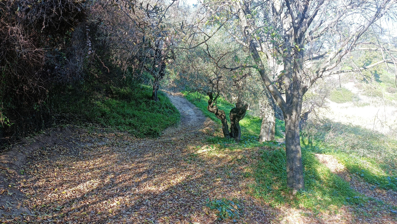 Tras un giro a la izquierda, entramos en una zona algo más amplia y más frondosa.
