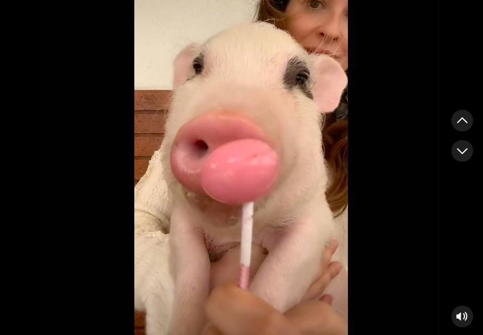 Un cerdo se vuelve famoso por sus divertidos vídeos y por la manera de comer chupachups