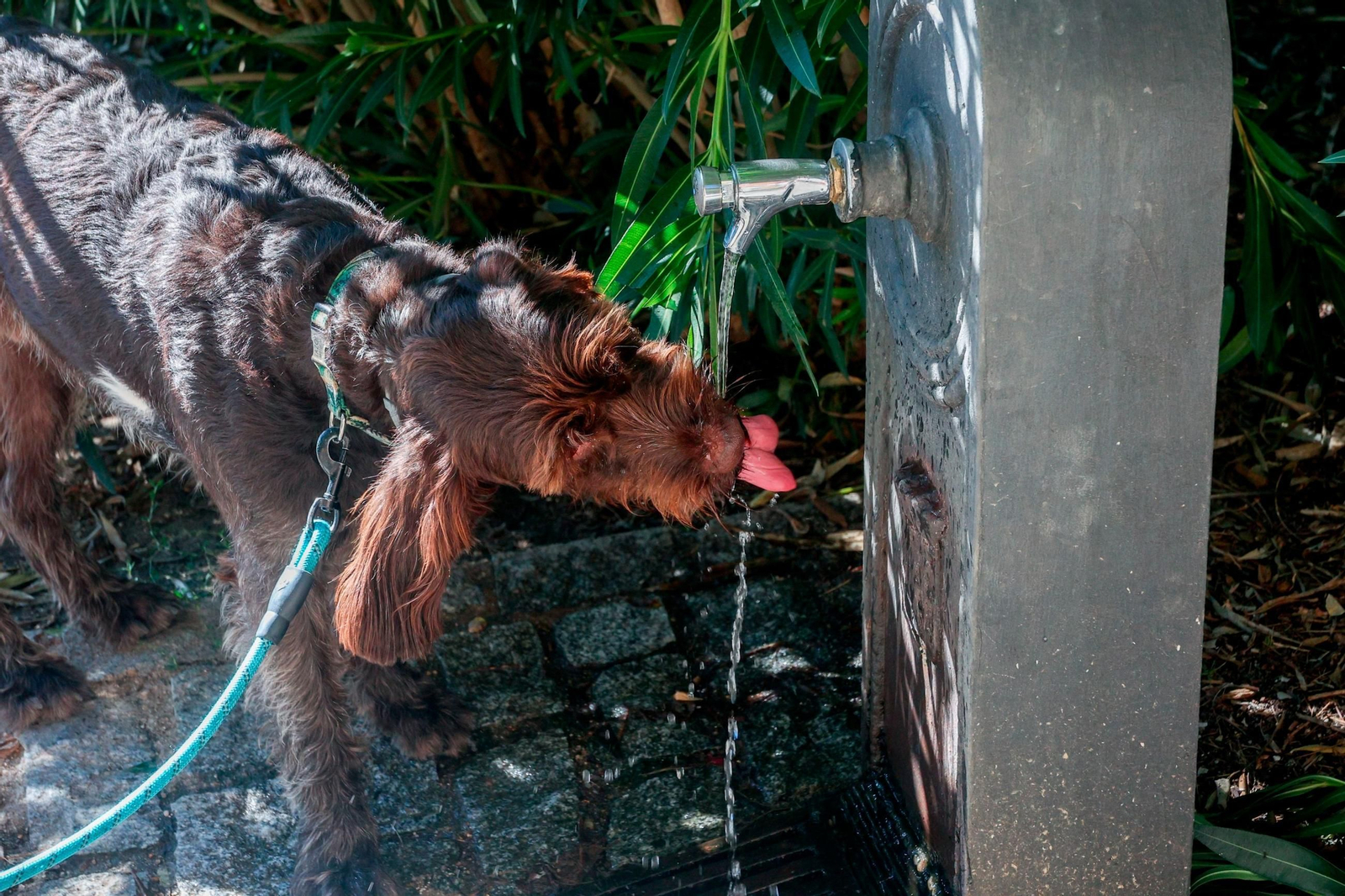 Las mascotas son una las preocupaciones de la Cruz Roja por la llegada de la ola de calor y las altas temperaturas