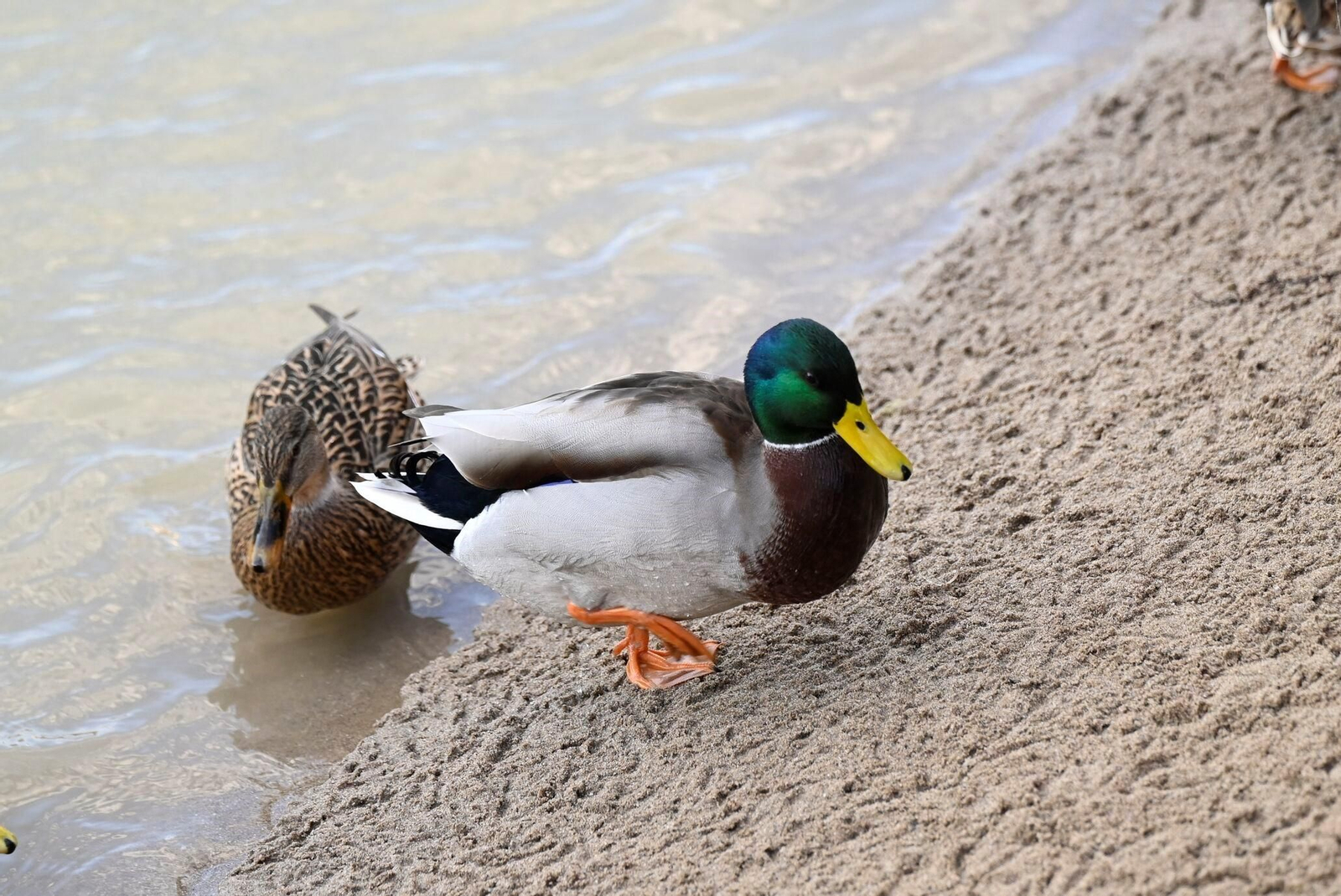 Las aves se reproducen en el río Guadalquivir a su paso por Córdoba, en imágenes