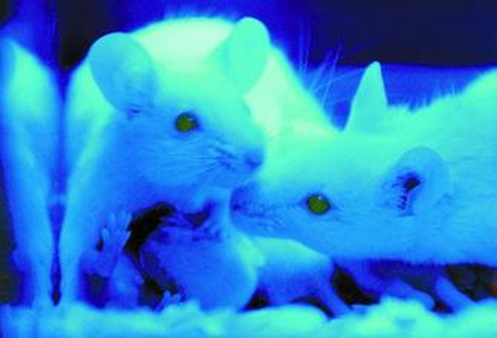 Una imagen de ratones fluorescentes durante una exposición en Taiwán.