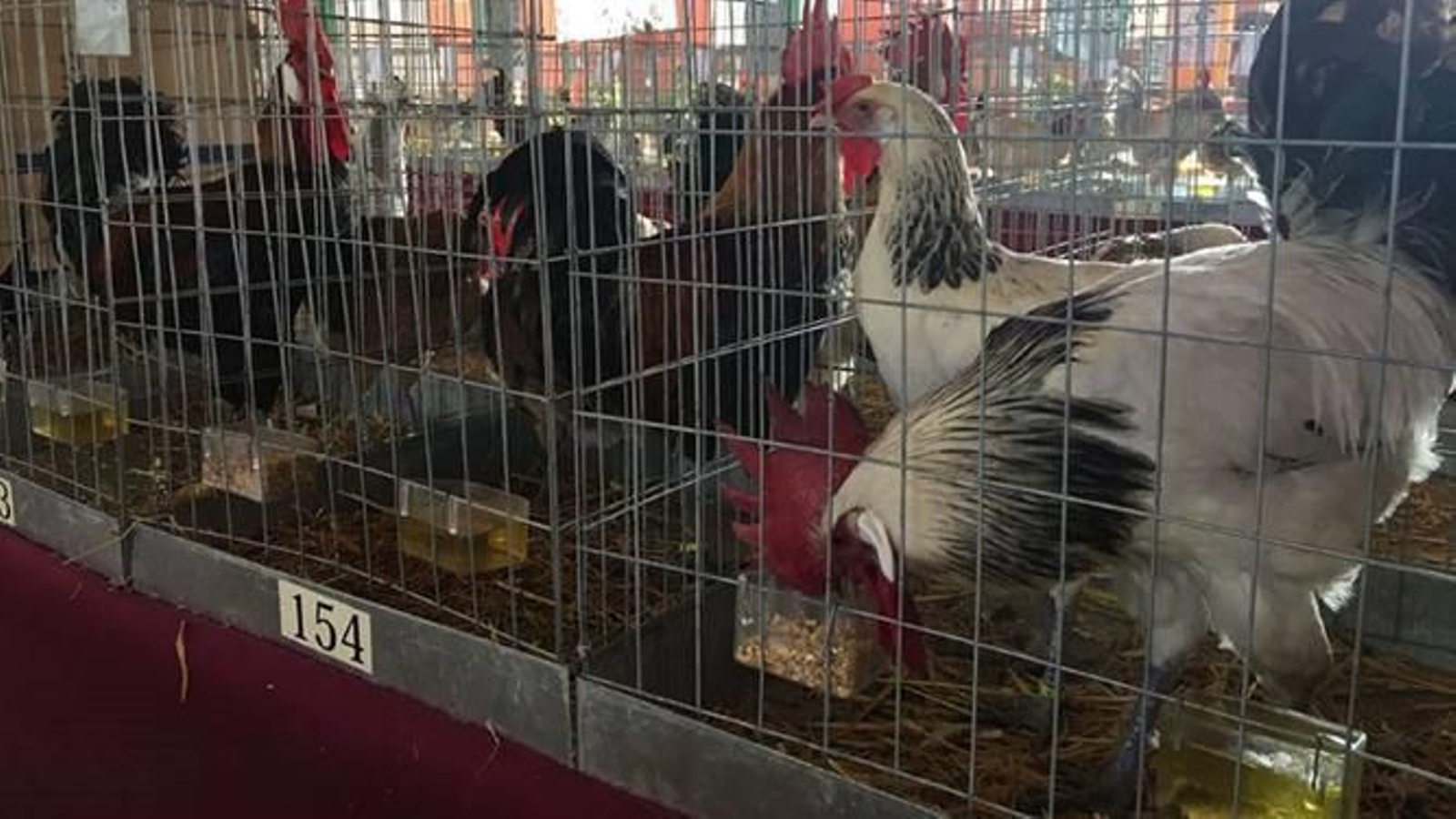 Gallinas en una feria avícola.