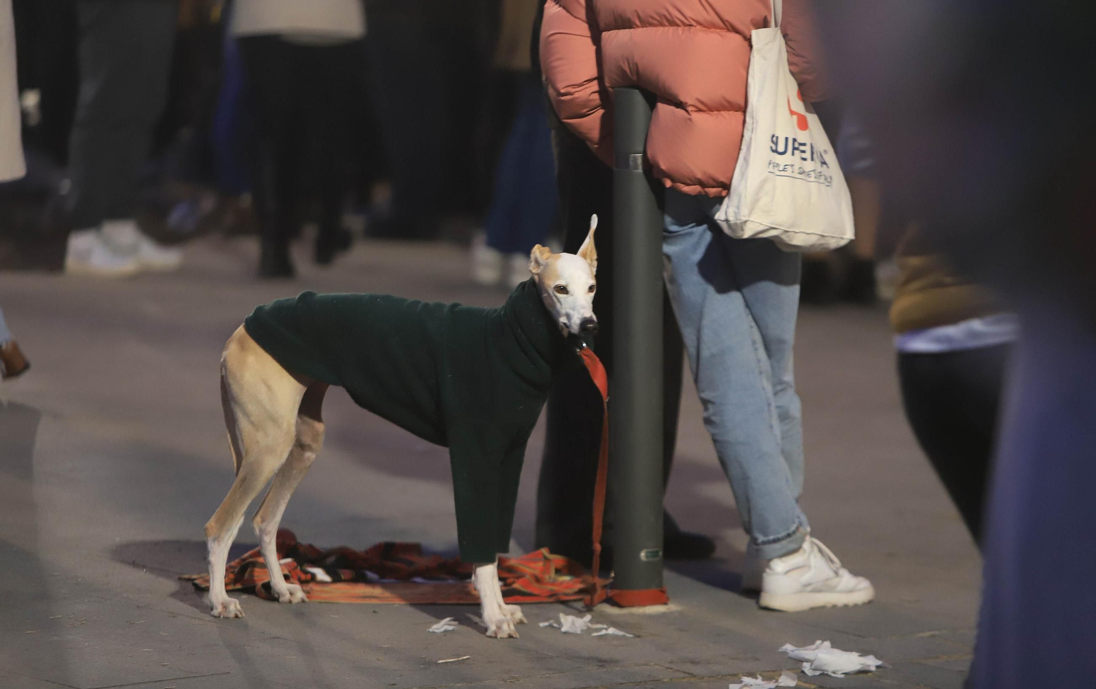 Un perro, abrigado con una manta para el frío.
