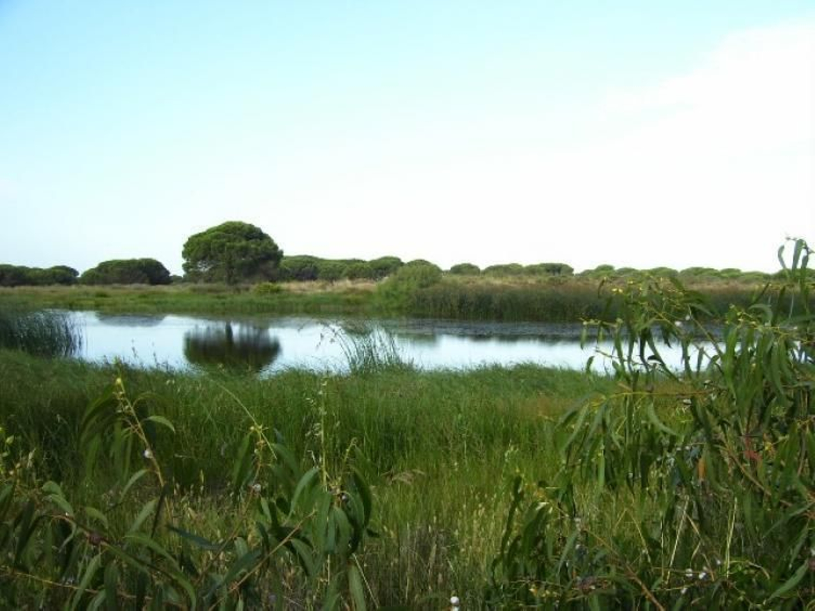 Las marismas del Piedras