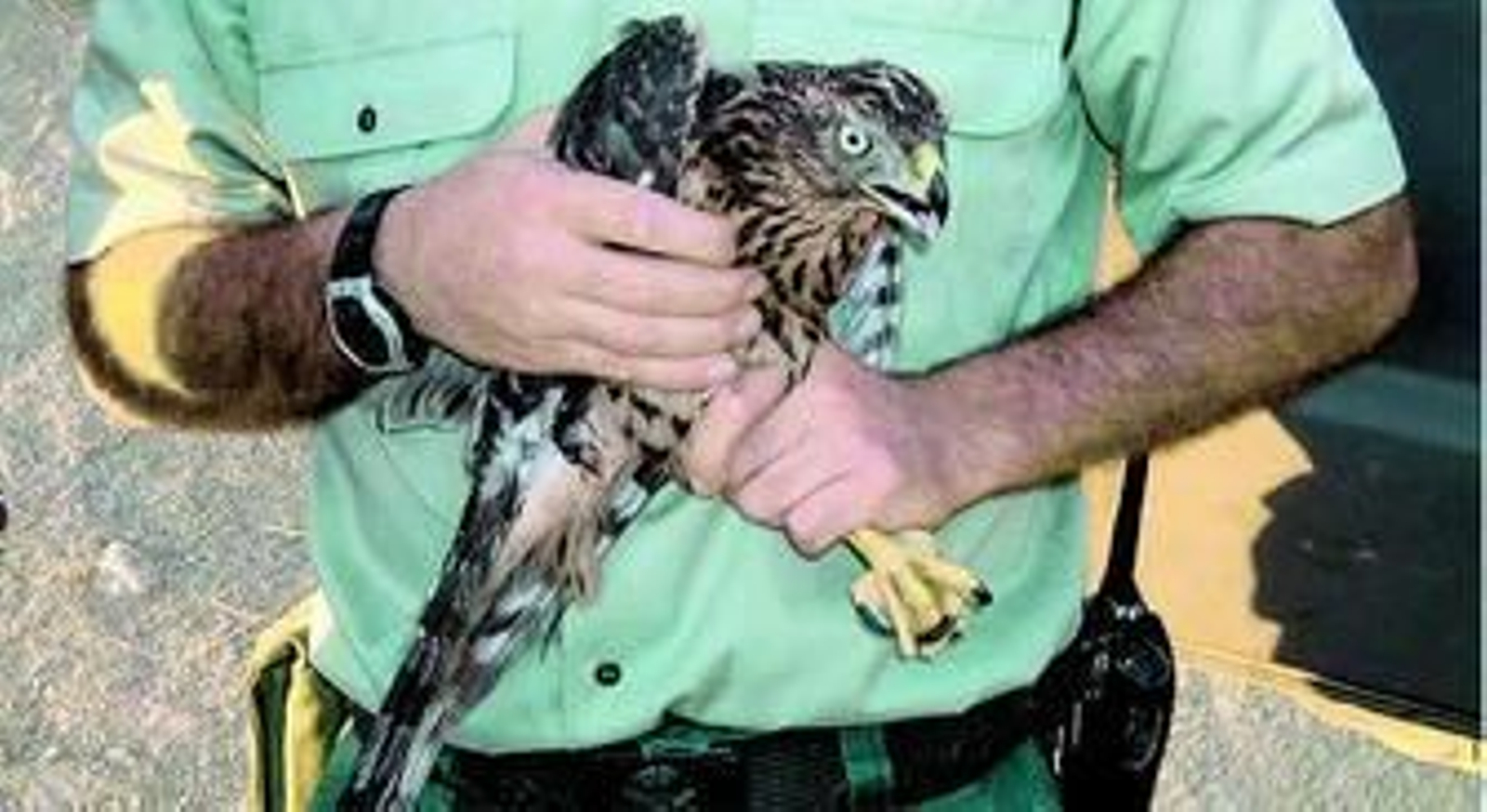 El azor es un ave amenazada.