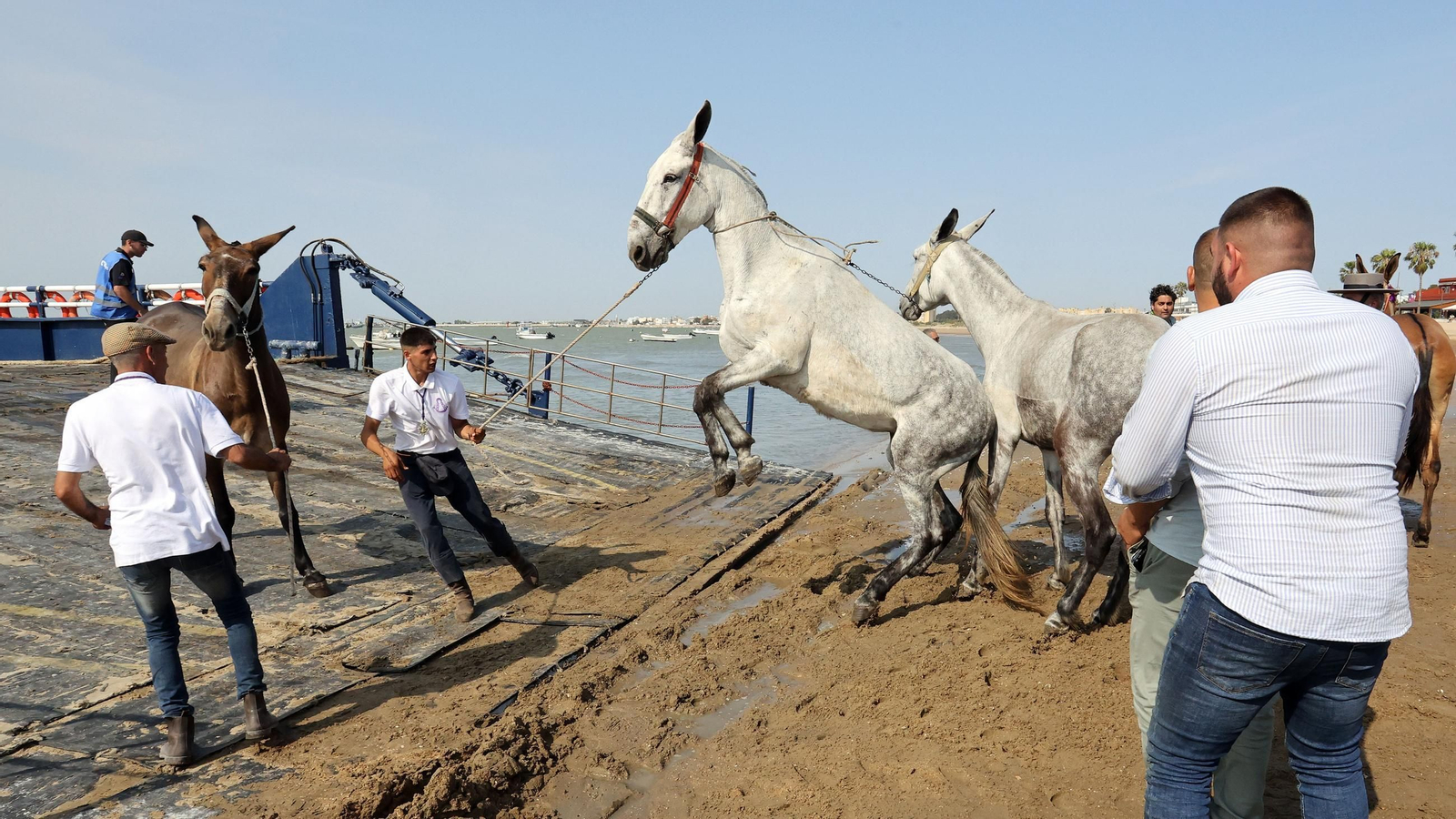 La Hdad del Rocío de Jerez de Bajo Guía a Doñana