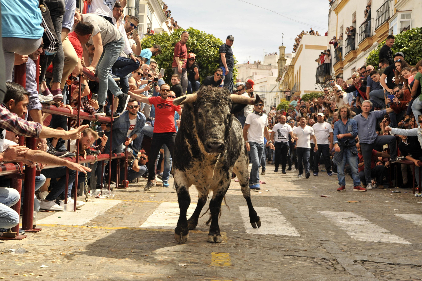 Ediciones anteriores del Toro del Aleluya en Arcos
