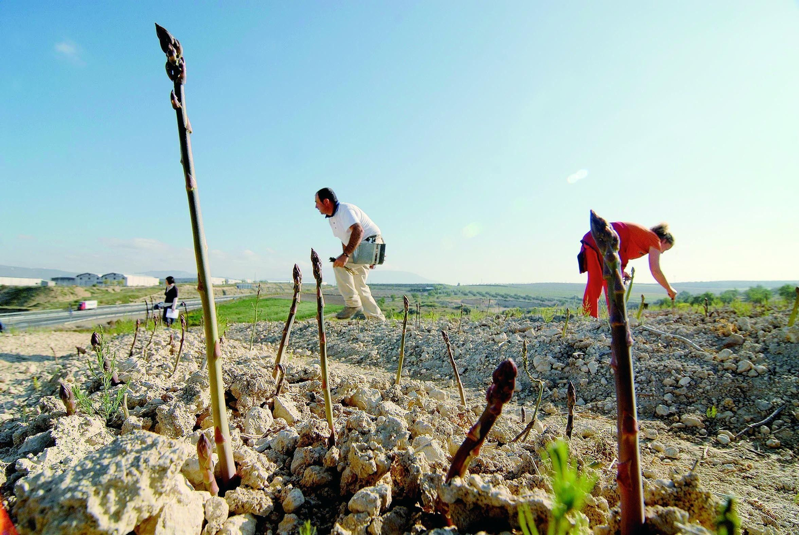 Trabajadores cultivan el espárrago en la comarca del Poniente de Granada