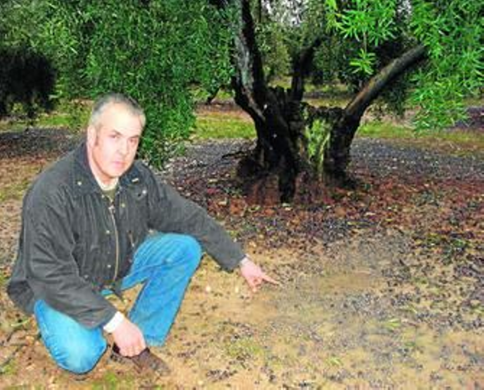 Juan Otera señala las aceitunas caídas de su finca. Juan Otera señala las aceitunas caídas de su finca.